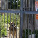 Un tenero cane ha trovato rifugio all'interno della struttura abbandonata 